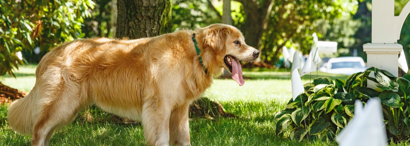 Metro-East DogWatch, Glen Carbon, Illinois | Outdoor Hidden Dog Fences Slider Image