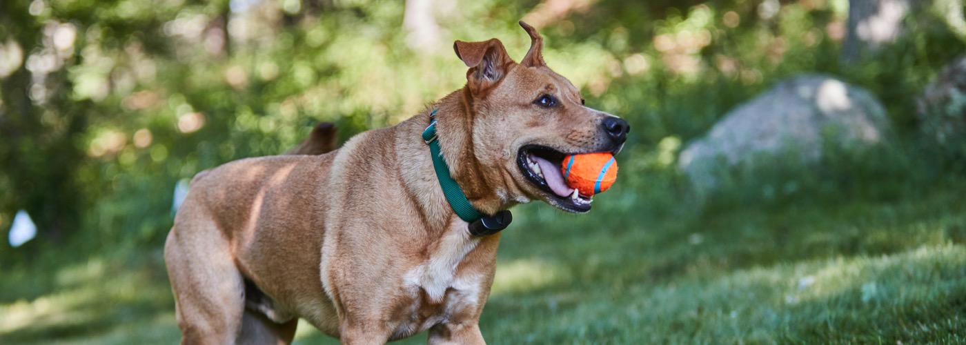 Metro-East DogWatch, Glen Carbon, Illinois | ProFenceX Slider Image